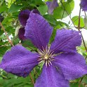 Clematis x jackmanii 'Superba' fleur